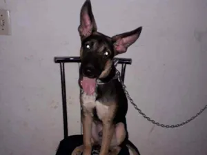 Cachorro raça Pastor alemão/vira lata idade 2 a 6 meses nome Dom