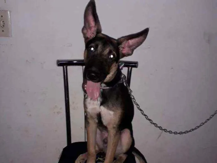Cachorro ra a Pastor alemão/vira lata idade 2 a 6 meses nome Dom