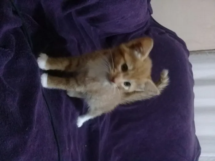 Gato ra a Sem raça definida idade Abaixo de 2 meses nome Bebês