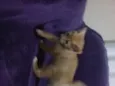 Bebês