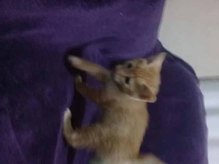 Gato ra a Sem raça definida idade Abaixo de 2 meses nome Bebês
