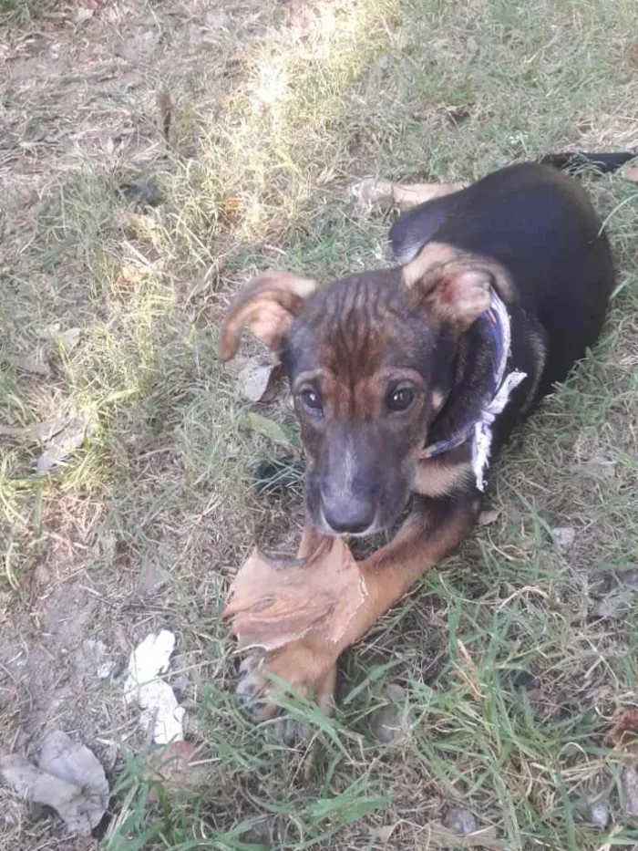 Cachorro ra a  idade 2 a 6 meses nome Não sei 