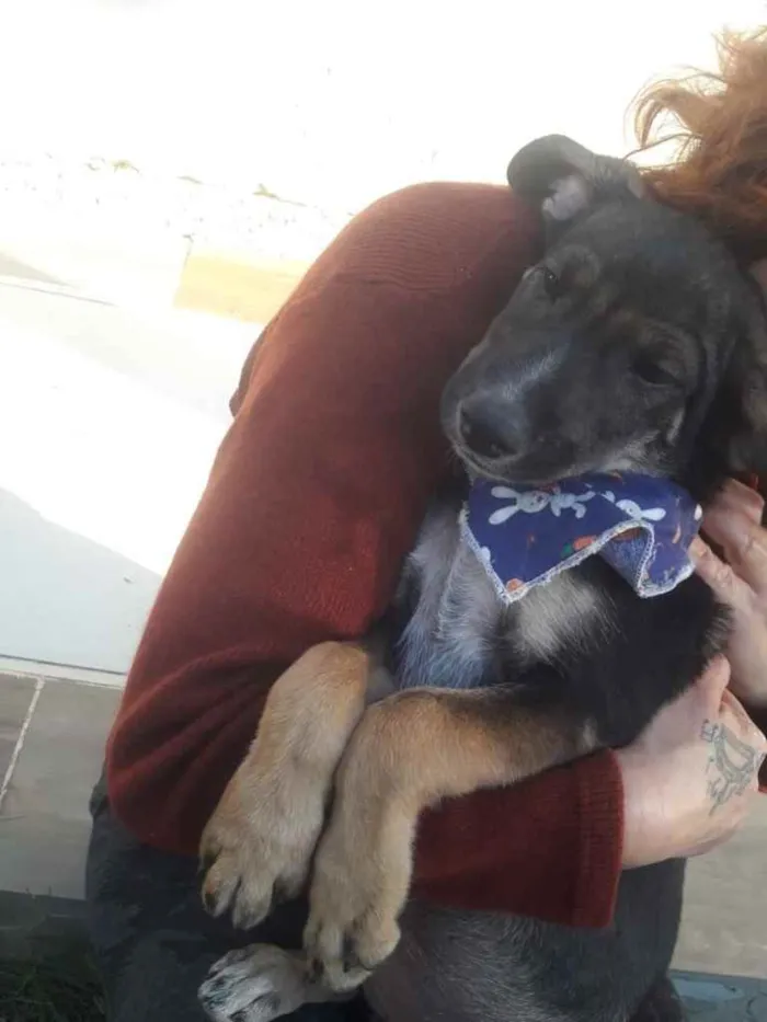 Cachorro ra a  idade 2 a 6 meses nome Não sei 
