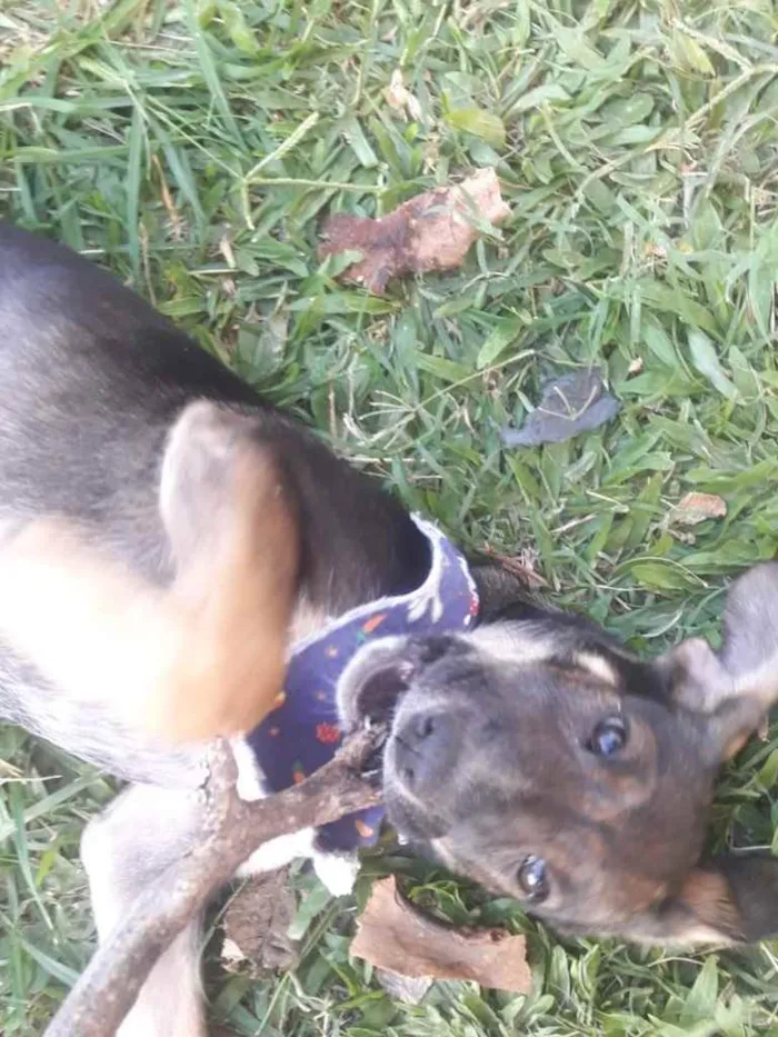 Cachorro ra a  idade 2 a 6 meses nome Não sei 