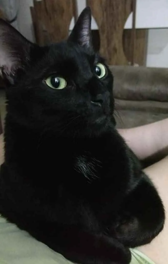 Gato ra a  idade 7 a 11 meses nome Não sei 