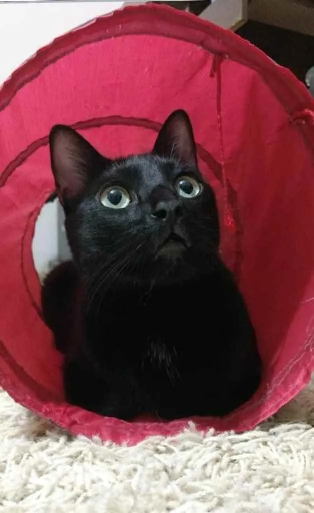 Gato ra a  idade 7 a 11 meses nome Não sei 