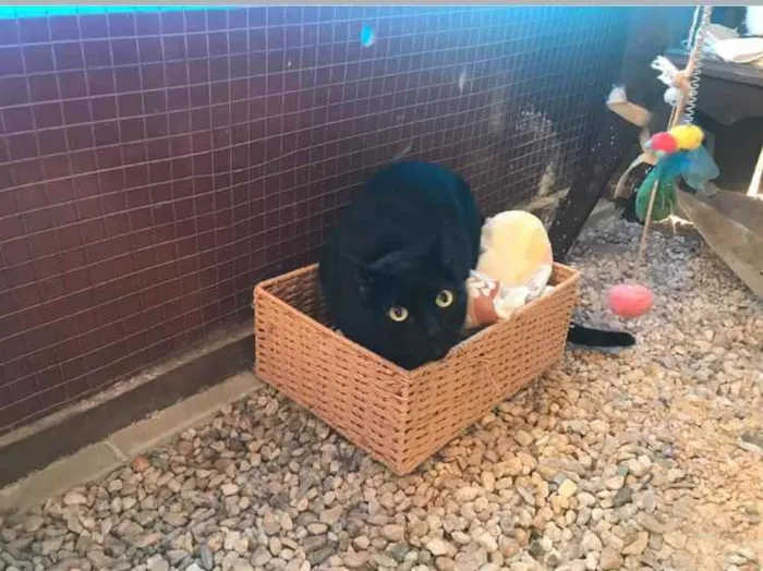 Gato ra a  idade 7 a 11 meses nome Não sei 