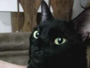 Gato raça  idade 7 a 11 meses nome Não sei 