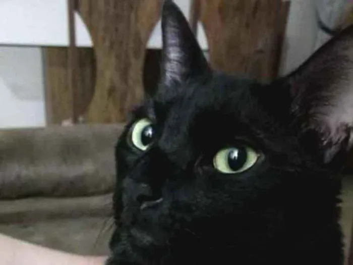 Gato ra a  idade 7 a 11 meses nome Não sei 