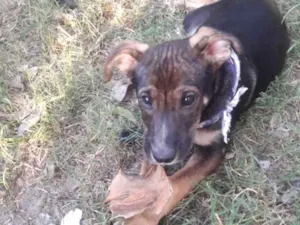 Cachorro raça  idade 2 a 6 meses nome Não sei 