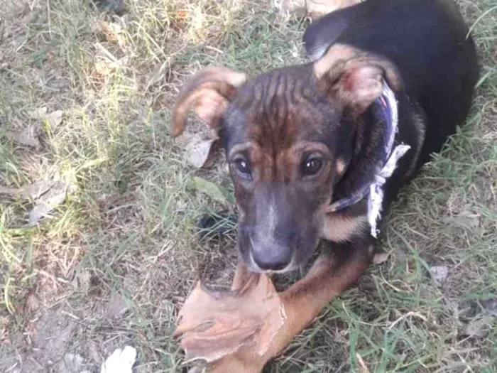 Cachorro ra a  idade 2 a 6 meses nome Não sei 