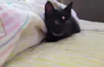 Lua