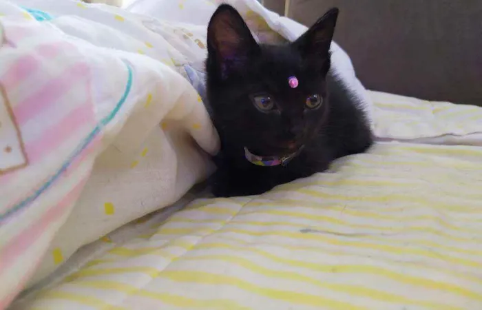 Gato ra a Srd idade Abaixo de 2 meses nome Lua