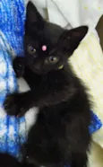 Lua