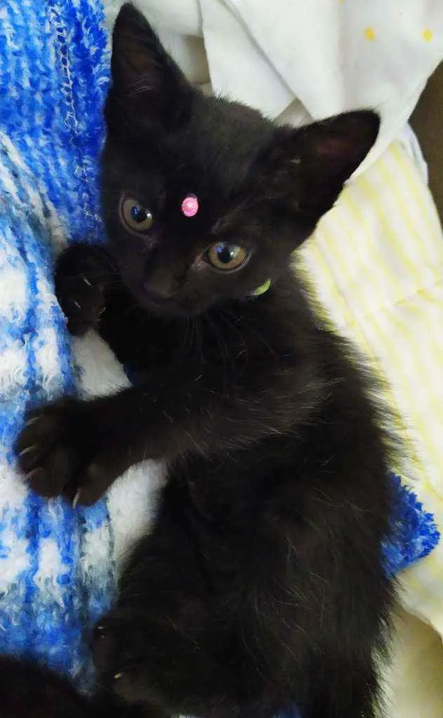 Gato ra a Srd idade Abaixo de 2 meses nome Lua