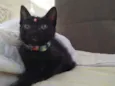 Lua