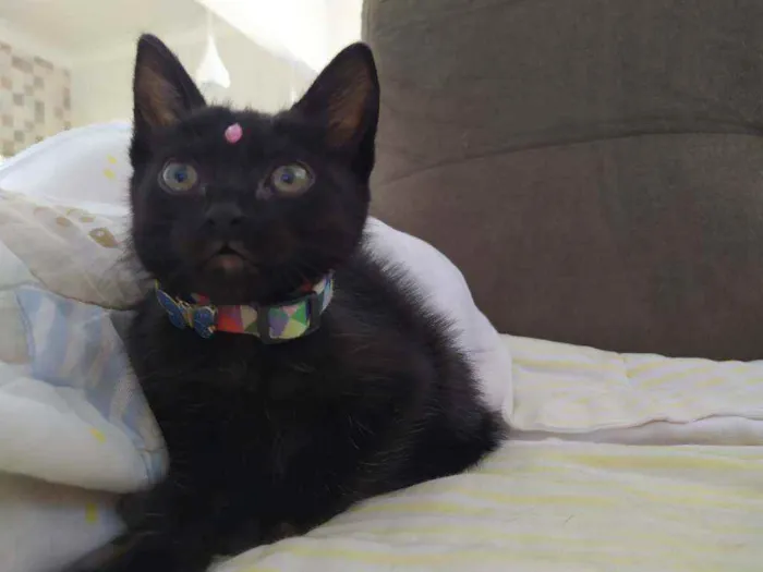Gato ra a Srd idade Abaixo de 2 meses nome Lua