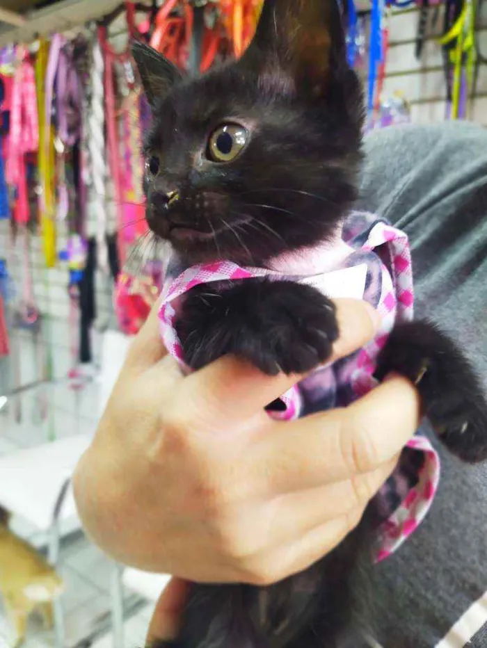 Gato ra a Srd idade Abaixo de 2 meses nome Lua