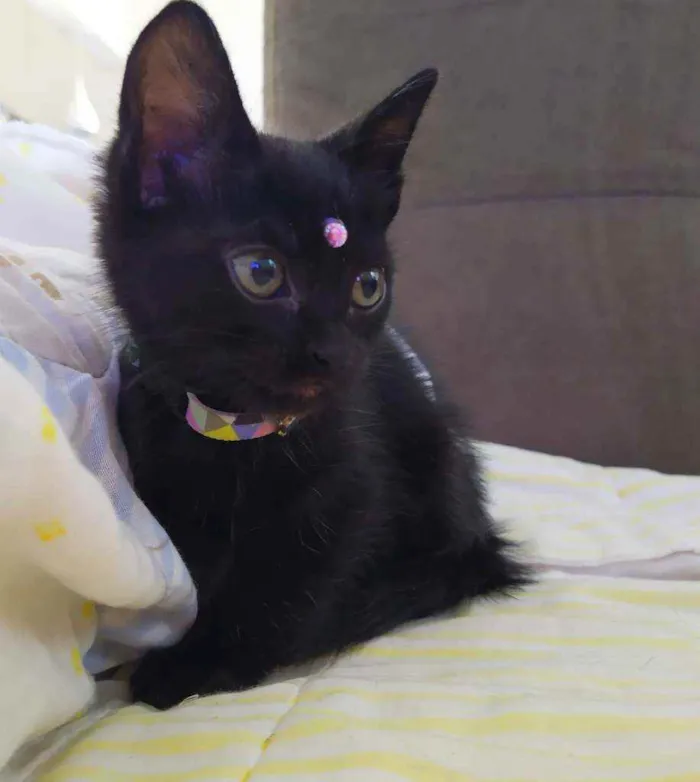 Gato ra a Srd idade Abaixo de 2 meses nome Lua