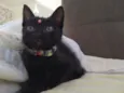 Lua