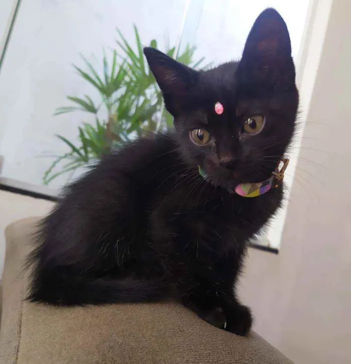 Gato ra a Srd idade Abaixo de 2 meses nome Lua