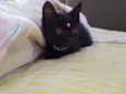 Lua