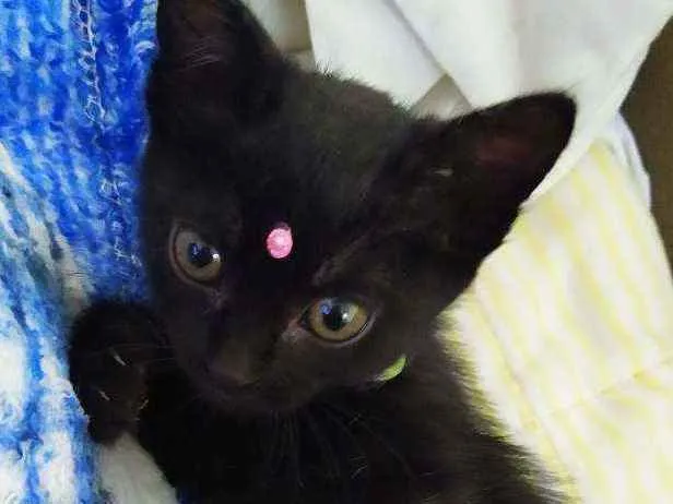 Gato ra a Srd idade Abaixo de 2 meses nome Lua