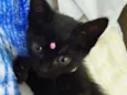 Lua