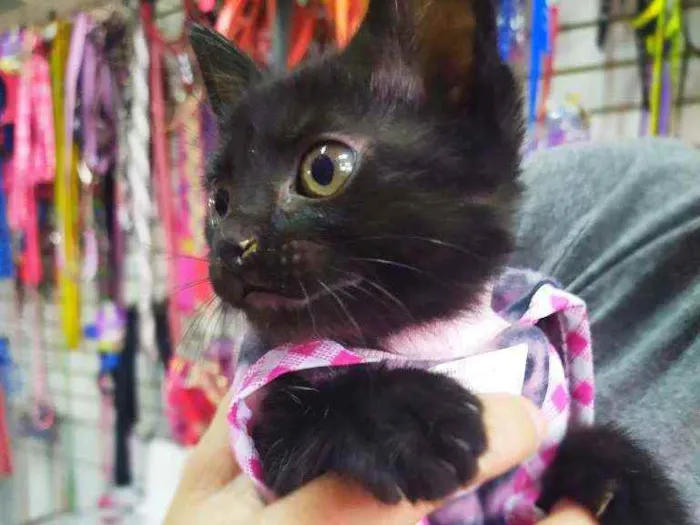 Gato ra a Srd idade Abaixo de 2 meses nome Lua