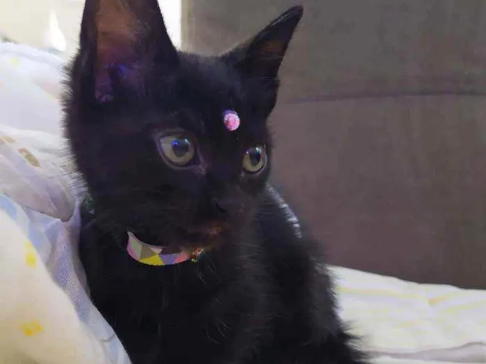 Gato ra a Srd idade Abaixo de 2 meses nome Lua
