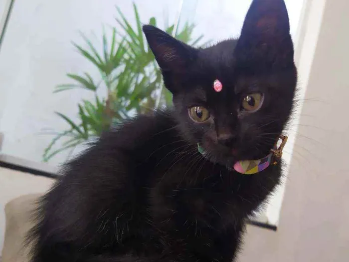 Gato ra a Srd idade Abaixo de 2 meses nome Lua