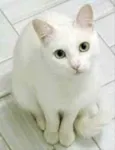 Lua 