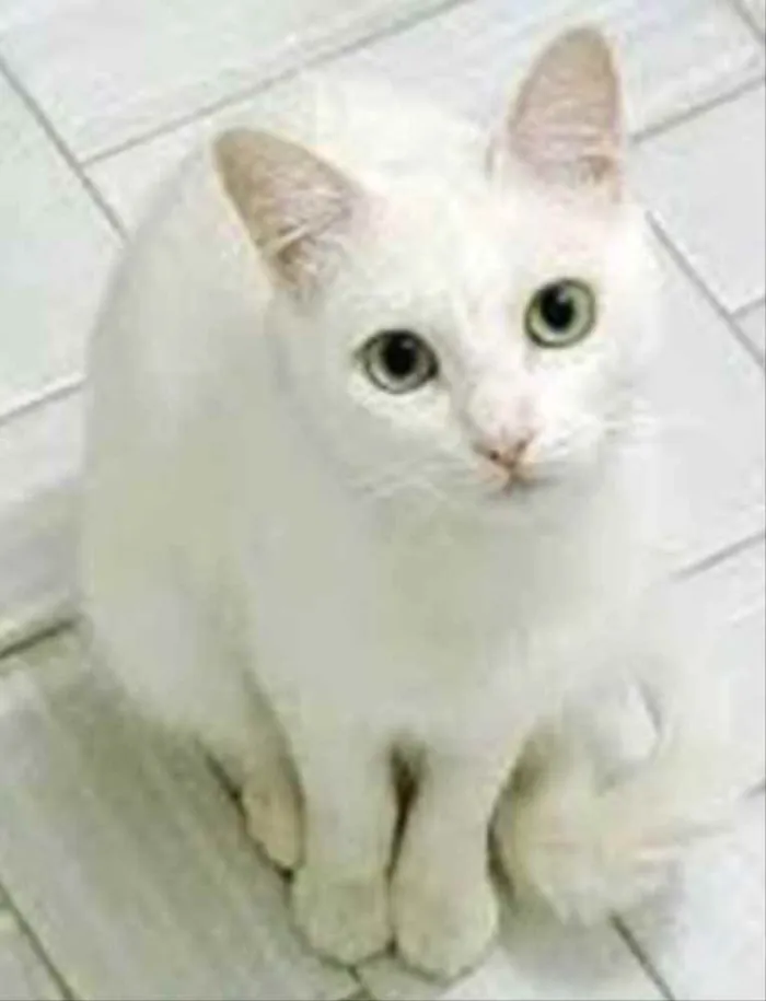 Gato ra a SRD idade 7 a 11 meses nome Lua 