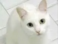 Lua 