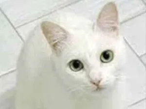 Gato raça SRD idade 7 a 11 meses nome Lua 
