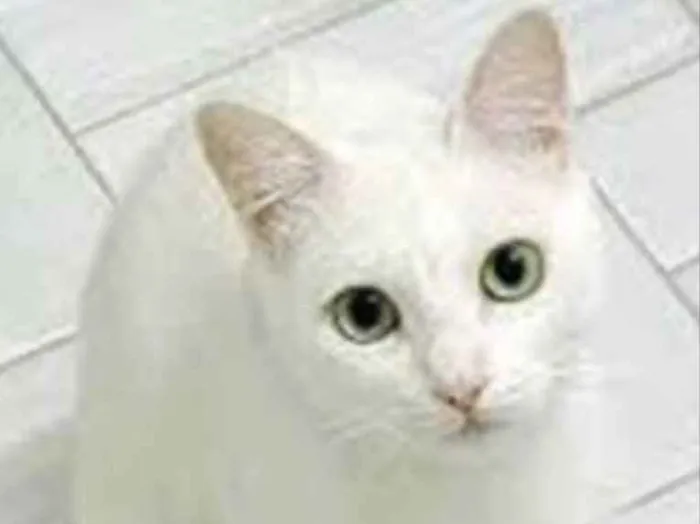 Gato ra a SRD idade 7 a 11 meses nome Lua 