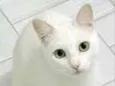Lua 