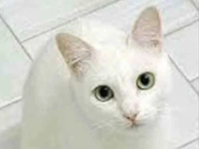 Gato ra a SRD idade 7 a 11 meses nome Lua 