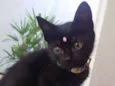 Lua