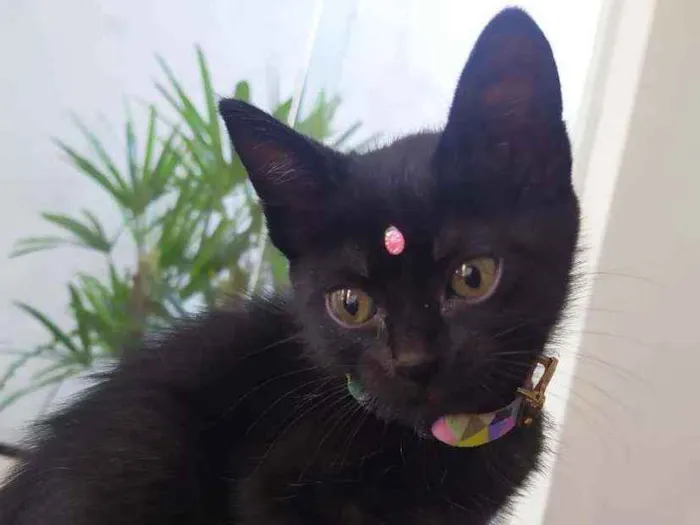 Gato ra a Srd idade Abaixo de 2 meses nome Lua