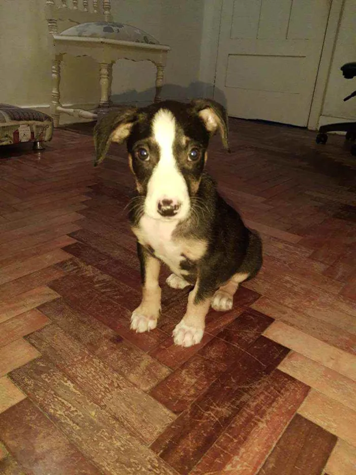 Cachorro ra a SRD idade 2 a 6 meses nome Písac