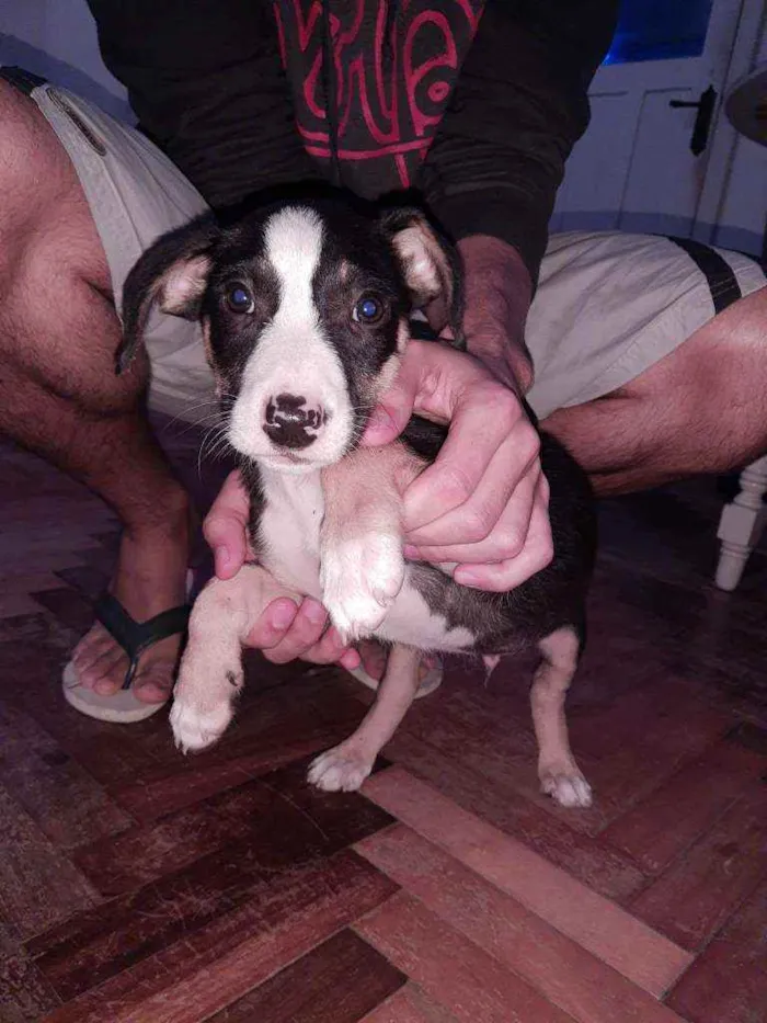 Cachorro ra a SRD idade 2 a 6 meses nome Písac