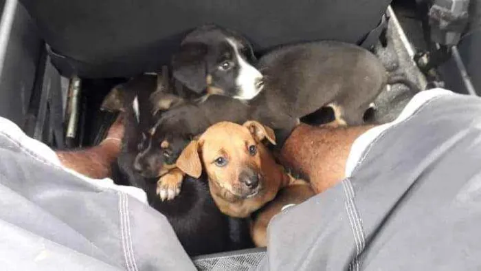 Cachorro ra a SRD idade 2 a 6 meses nome Písac