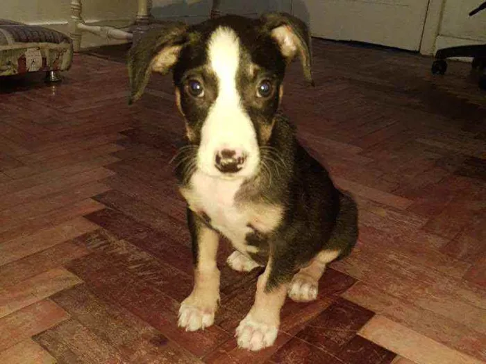 Cachorro ra a SRD idade 2 a 6 meses nome Písac