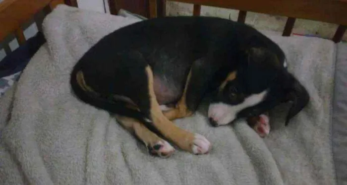 Cachorro ra a SRD idade 2 a 6 meses nome Písac