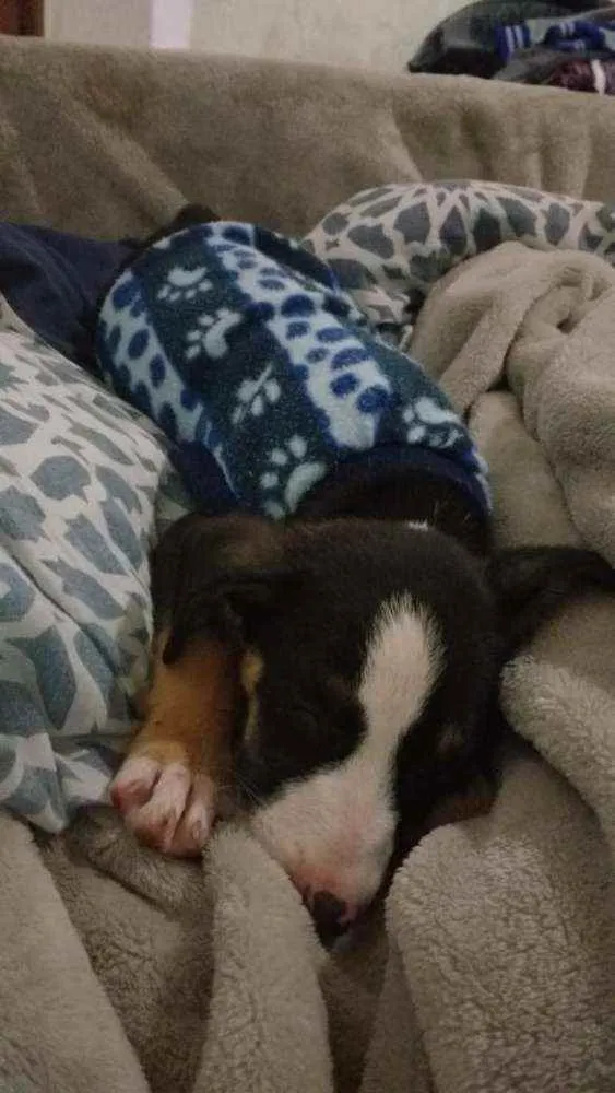 Cachorro ra a SRD idade 2 a 6 meses nome Písac