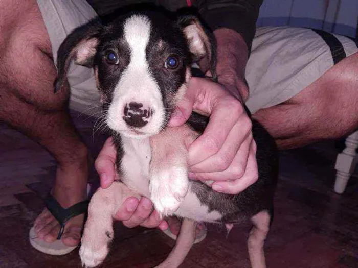 Cachorro ra a SRD idade 2 a 6 meses nome Písac