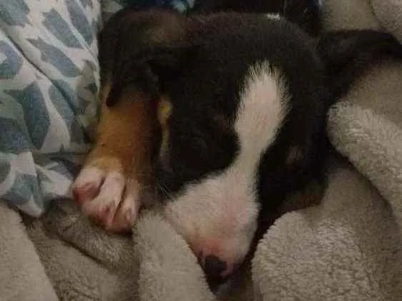 Cachorro ra a SRD idade 2 a 6 meses nome Písac