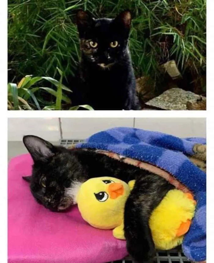 Gato ra a  idade 2 a 6 meses nome Não sei 