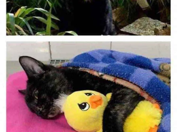 Gato ra a  idade 2 a 6 meses nome Não sei 